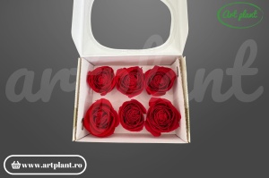 Buttercup Stabilizat Rosu Inchis din Ecuador, Ø 4–4.5 cm • Înălțime 3–3.5 cm, 6 buc