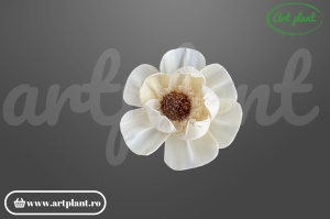 Capete anemona sola dublă 8cm