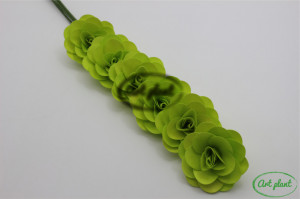 Capete begonie verde - Img 2