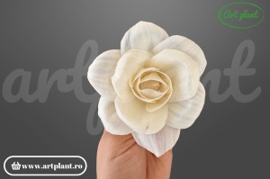 Cap bujor deschis sola 10 cm cu petale larg desfăcute, floare decorativă voluminoasă din lemn de sola