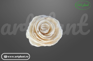 Cap bujor sola 4 cm cu petale dense stratificate, floare decorativă albă din lemn de sola
