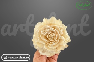 Capete bujor sola10cm