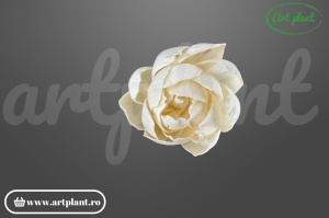 Cap camelie sola 8 cm cu petale simetrice în spirală, floare decorativă elegantă din lemn de sola