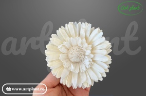 Capete floarea soarelui dubla sola 8 cm