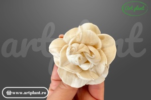 Capete magnolie sola 6cm