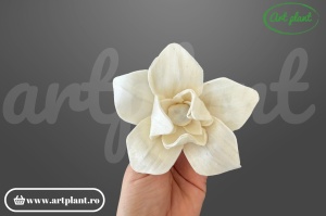 Capete magnolie stelata sola 10 cm
