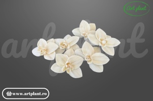 Cap orhidee old sola 10 cm model clasic cu petale largi, floare decorativă tropicală din lemn de sola