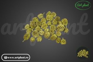 Casuarina verde