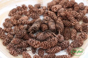 Conuri de mesteacan mici bronz