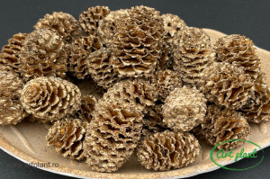 Conuri meridianum champagne - Img 2