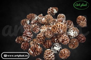 Conuri strictum albite
