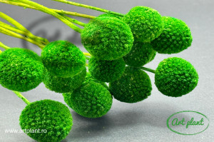 Craspedia Verde - Img 1