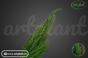 Cypress stabilizat