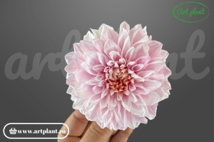 Dalie criogenată roz 6-10cm - Art Plant