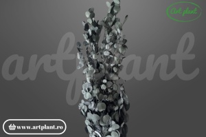 Eucalipt Gunni Green