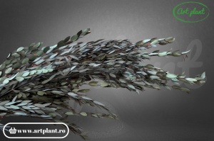 Eucalipt Parvifolia Green - Img 2