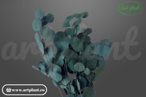 Eucalipt Populus stabilizat Blue-Green, nuanță albăstrui-verde, buchet 90-100g pentru aranjamente florale