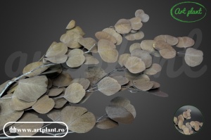 Eucalipt populus verde kaki