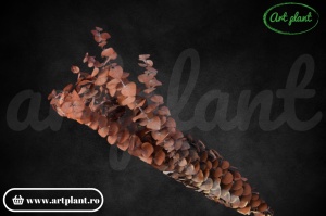 Eucalipt Spiral Burgundy - Img 1