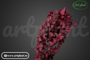 Eucalipt Stuartiana Berry - Img 2