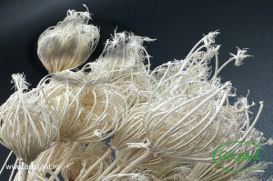 Fennel alb / crem - Img 3