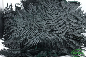Feriga Gigant Criogenata Verde - Img 2