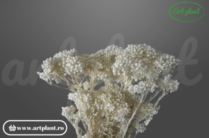 Floare de Orez Criogenată Albă, material floral eteric și delicat, pentru buchete de mireasă și coronițe