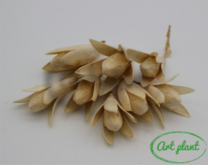 Flori Star Lily Natur - Img 2