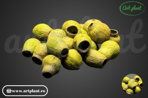 Fructe eucalipt clopot verde