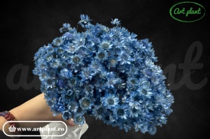 Glixia lavander blue (G)
