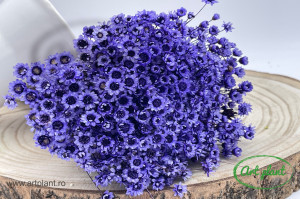 Glixia Purple