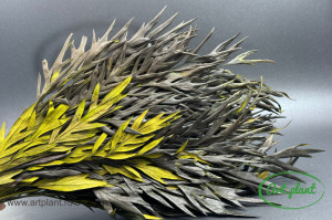 Grevillea verde - Img 2