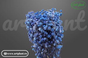 Gypsophila Albastră