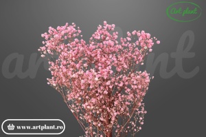 Gypsophila criogenată Roz
