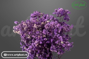 Gypsophila Lila