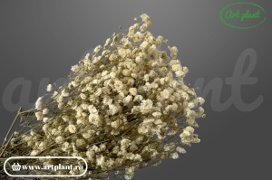 Gypsophila Natural criogenată, buchet 100-130g, culoare naturală crem-bej pentru aranjamente rustice și boho