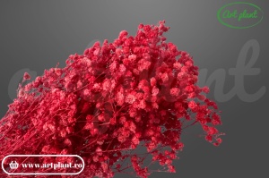 Gypsophila Roșie