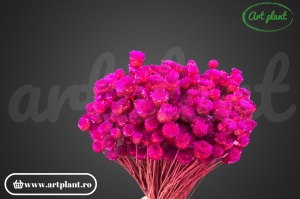 Happy flower erika(G) - Img 1