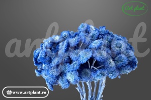 Helichrysum italian albastru