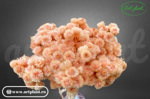 Helichrysum Italian Portocaliu