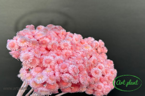 Helichrysum Italian Roz - Img 2