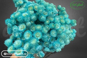 Helichrysum italian turquoise