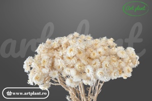 Helichrysum Italian White - floare stabilizată, ambalaj 30-50gr