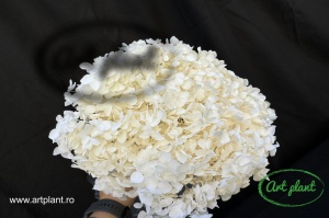 Hortensie Alb-Crem - Img 2