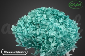 Hortensie Blue Turquoise