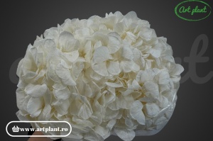 Hortensie Criogenata Alb Crem Whi01 XL