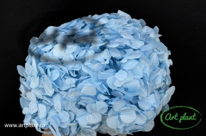 Hortensie Criogenata Bleo Blu89 XL