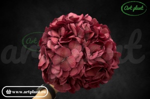 Hortensie Criogenata Grena Pin10 XL