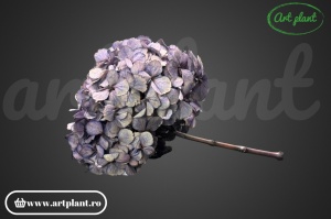 Hortensie Criogenata Mov Bic Vio04 XL