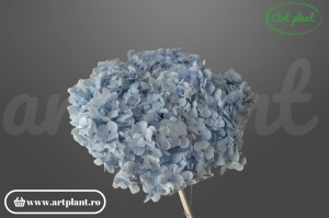 Hortensie Light Blue